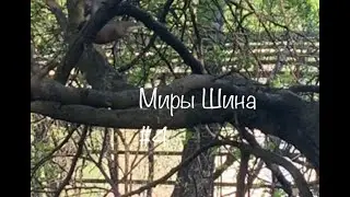 миры Шина #4