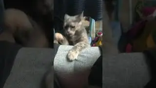 #рекомендации #кот