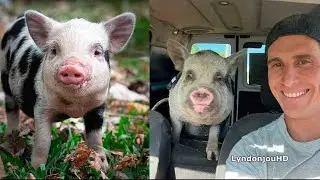 Hombre adopta a una cerdita como mascota y se la come en un asado