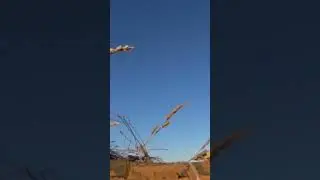 Крупный гуменник одиночка налетел на профиля 👍