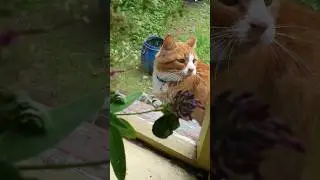 🐈 Ну я же здесь ))