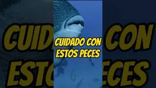 ⚠️Cuidado con este pez 