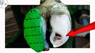 CONGEALED PUS in HUGE BULL'S HOOF