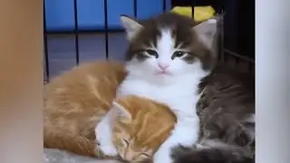 Funniest Cats and Dogs 🐶🐱 _ Funny Animal