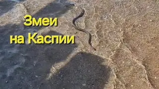 Змеи окружили нас на рыбалке