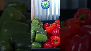 🌶️Red, Yellow, Green Bell Pepper facts #farming #pepper #shorts
