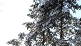 Зимний лес