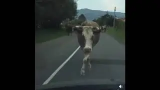 Красотки