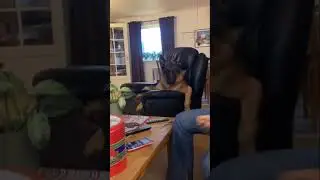 ценитель классической музыки