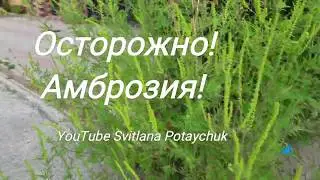 Осторожно! Амброзия! Цветет амброзия. Опасный карантинный сорняк.  Сильнейший аллерген.