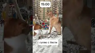 мои будни)ночью делаю видосы с котами)))))))) 