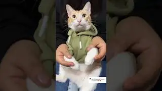 Califíquenme del 1 al 10 #viral #gatos #michi #shortvideos #cat #michis #shorts #parati #cats #pets