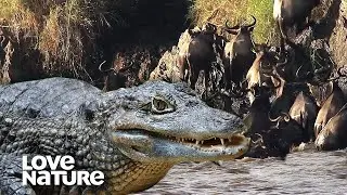 Crocs Viciously Drown Wildebeest in Epic Moment | Love Nature