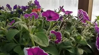Цветущая зимняя теплица и планы