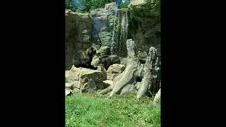 St. Louis Zoo