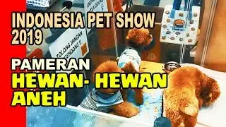 Seru! INDONESIA PET SHOW 2019