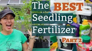 What is the Best Fertilizer for Seedlings? Test #2