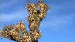 joshtrees