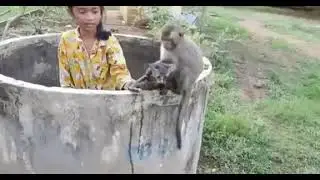 Обезьянка спасла котенка👀👏👏👏
