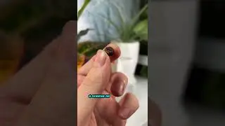 Выращиваем сами