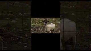 Top 5 Animal #top #5 #animal #reccomended #fyp #funny #sigma #memes #meme @squewe