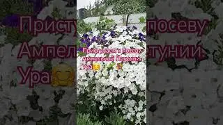 Ампельная Петуния/ Приступаем к посеву!!!#петуния #petunia #сад