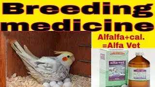 #Alfavet