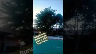 Suara burung ini yang harus di hindari pemain murai batu