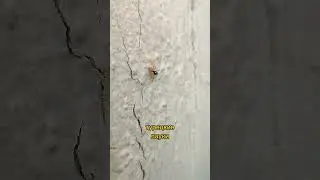 Турецкие пауки