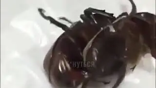 Как занимаются сексом жуки 18+ молодожены первая брачная ночь