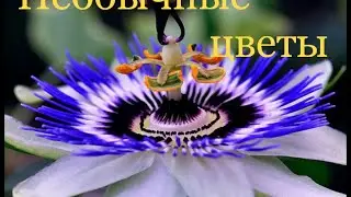 Необычные цветы