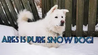 Malamute has the BEST day ever!| We got SO MUCH snow!❄️