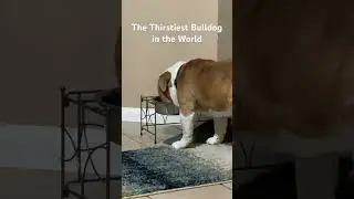 The Thirstiest Bulldog in the World #dogs #cuteanimals #englishbulldog #bulldoglove