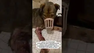 Приют для собак "Домашний":"Выбери меня" Флинт очень нуждается в помощи!