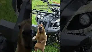 Вы уже прокатились на своих квадроциклах по лесу?🙃 #мем