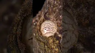 Makrozoom | Auge #shorts