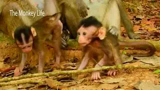 baby monkeys so adorbale