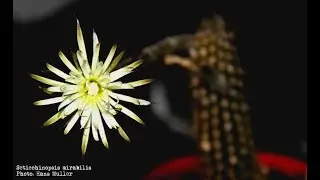 Growing Cactus Plants from Seed - Setiechinopsis mirabilis