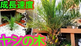 【カナリーヤシ】植え付け3年～5年目の成長記録 剪定 冬越しの様子も  庭に地植えヤシの木の育て方 成長速度 観葉植物 ココスヤシ ワシントンヤシ