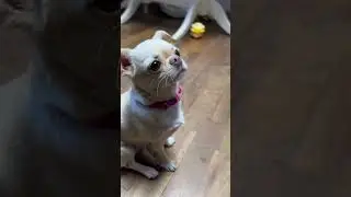 Она сразу тут #music #funny #chihuahua #puppy #юмор #pets #мамаблог #собака #cute #прикол