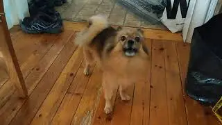 Shiva thinks she is a wolf