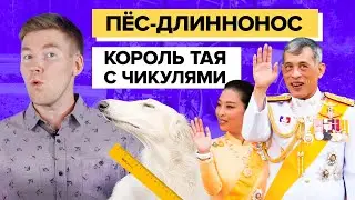 Пёс-Длиннонос || Король Таиланда отдыхает