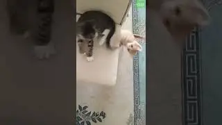 和我一起玩|可爱的小猫 | 2024 年 6 月 26 日 | #shorts #cat #catlover #trend #viral #kitten #youtubeshorts