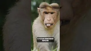 ПРИМИТИВНЫЙ МАРКЕТИНГ - ГДЕ ВЗЯТЬ ТРАФФИК? 