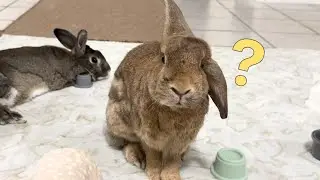 Bunny Butt Hair Extraction is Serious Business! 🐰😄