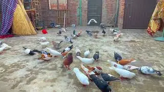 Rangeen kabutar || pigeons daily routine 🥰🕊️