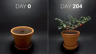 204 Day Time-lapse - Growing Biquinho Chili