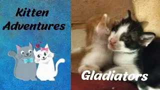 Kitten Adventures - Play fighting