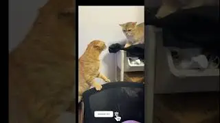🐈‍⬛🐈😅🤡😃