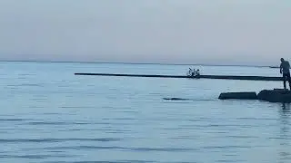 ВСТРЕТИЛА ДЕЛЬФИНА В ЧЕРНОМ МОРЕ